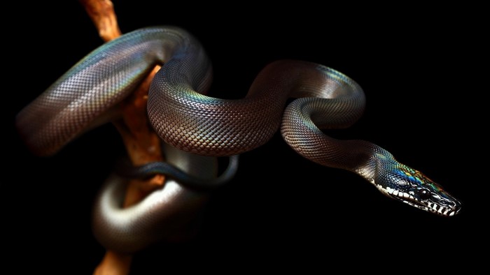 A python coiled on a branch against a black background