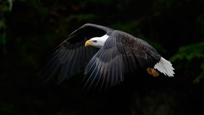 Bald Eagle in Flight