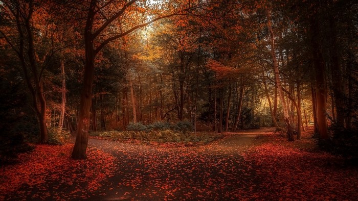 Autumn forest path with fallen leaves
