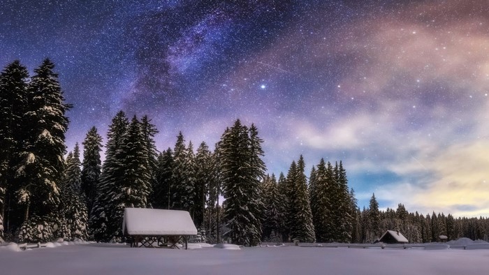 Winter forest under the starry night sky