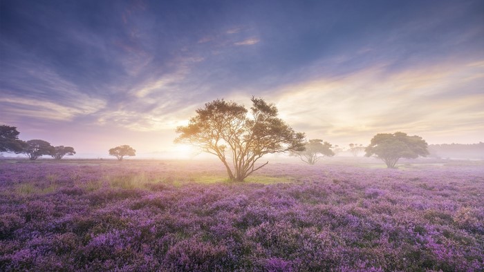 Heather field with trees at sunrise