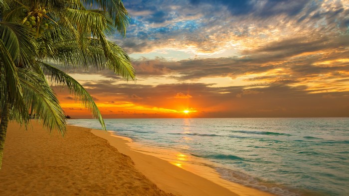 4K Beach Sunset with Palm Tree