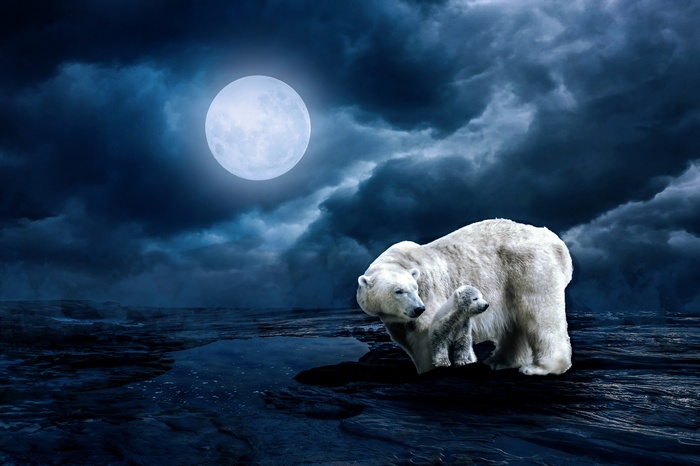 Polar bears under a full moon