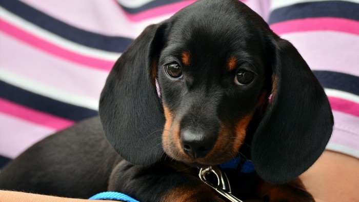 Black and tan Dachshund puppy with blue collar