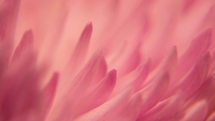 Pink Flower Petals Macro