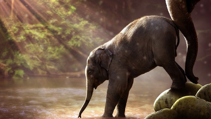 Young elephant drinking water in a forest