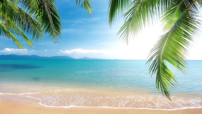 Tropical Beach with Palm Trees and Ocean
