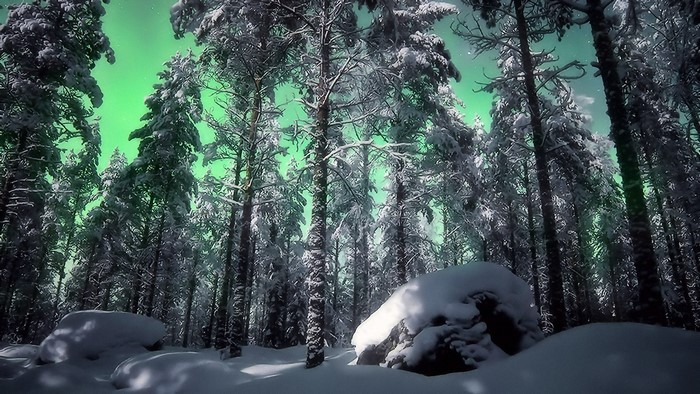Snowy forest under the Aurora Borealis