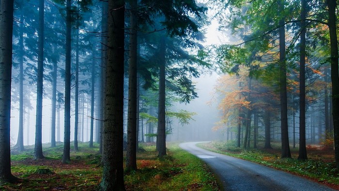 Road through a misty forest with autumn trees