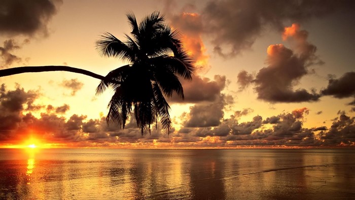Palm tree silhouette at sunset over the ocean