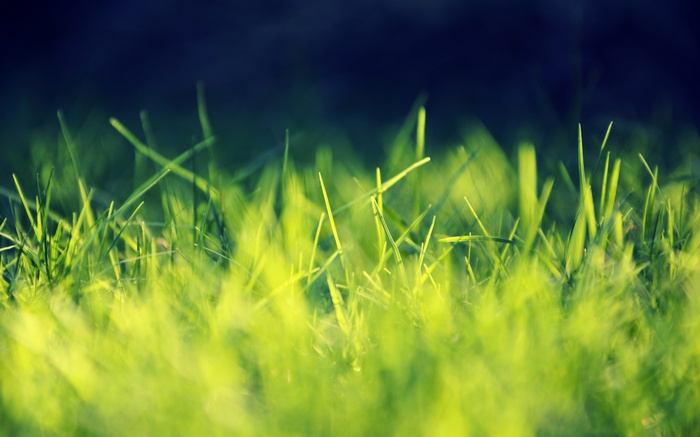 Green grass macro photography
