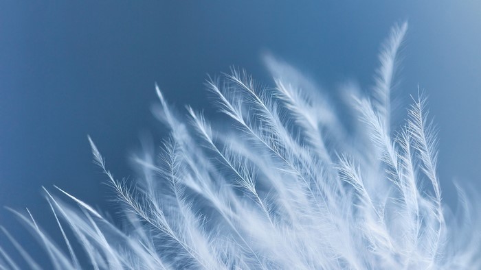 Macro view of white feathers on blue background