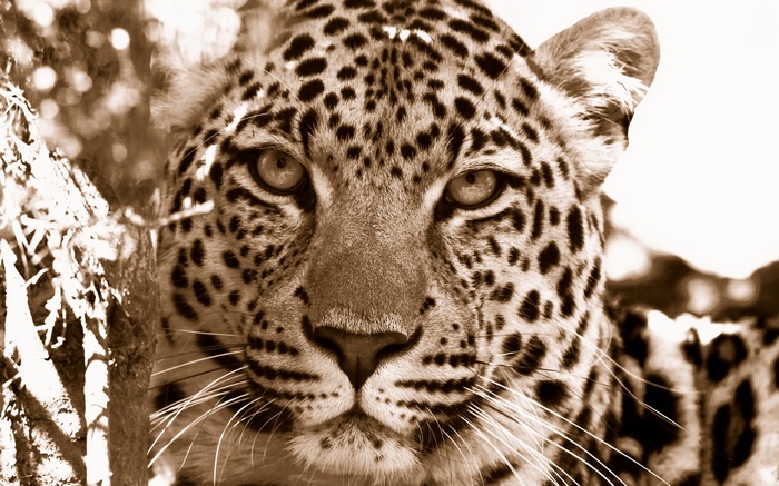 Leopard close-up in South Africa