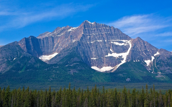 Mountain range with snow and pine forest