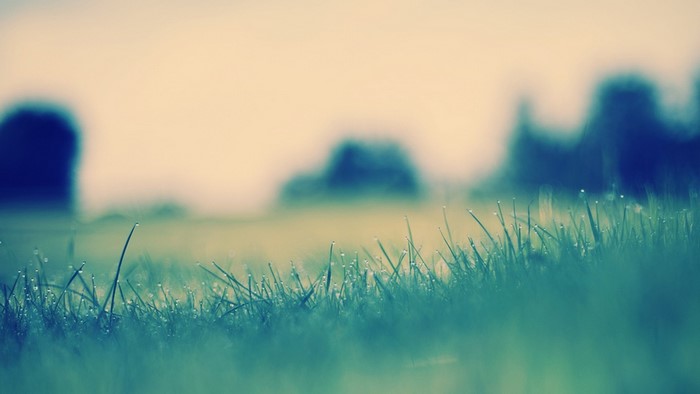 Close-up of grass with dew drops