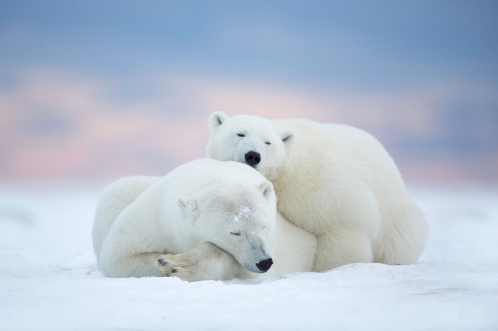 Two polar bears sleeping in the snow