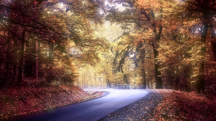 Road through an autumn forest