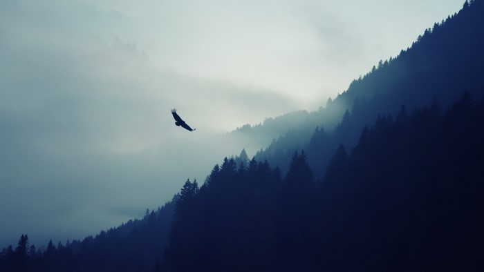 Eagle flying over misty mountains