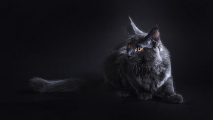 4K Maine Coon Cat