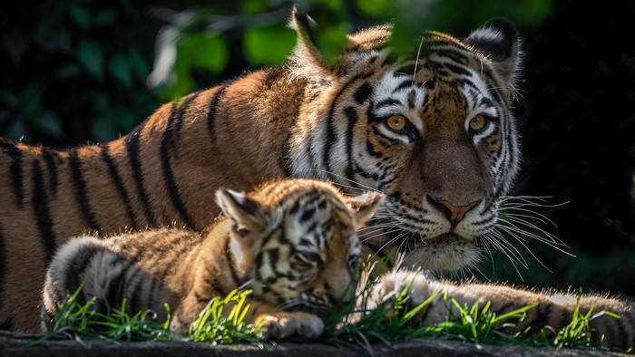 Tigress with Tiger Cub