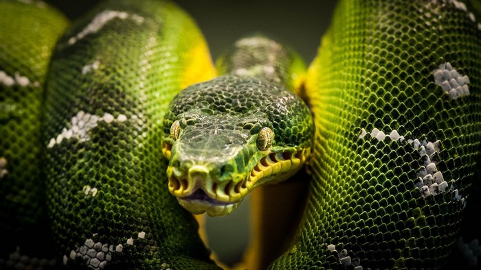Emerald Tree Boa Snake Close-up