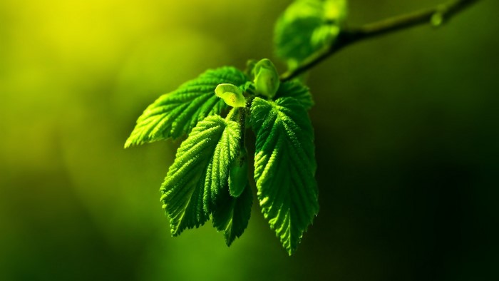 Close-up of bright green leaves on a branch