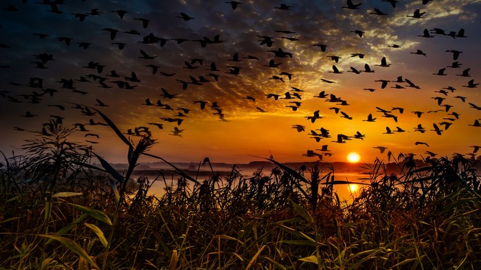 4K flock of migratory birds at sunset