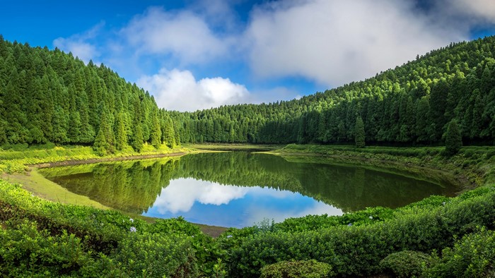 4K Lake Surrounded by Forest