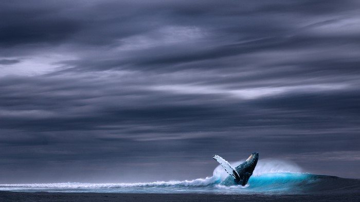 4K Whale Breaching in Ocean Wave