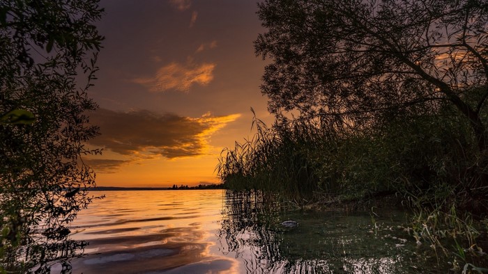 Sunset over a lake with trees and reeds