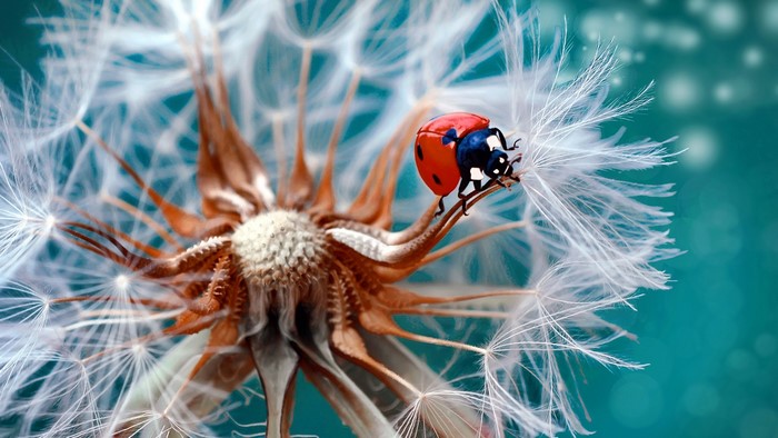 Ladybug on a dandelion seed head
