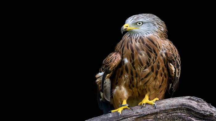 Red Kite perched on a branch