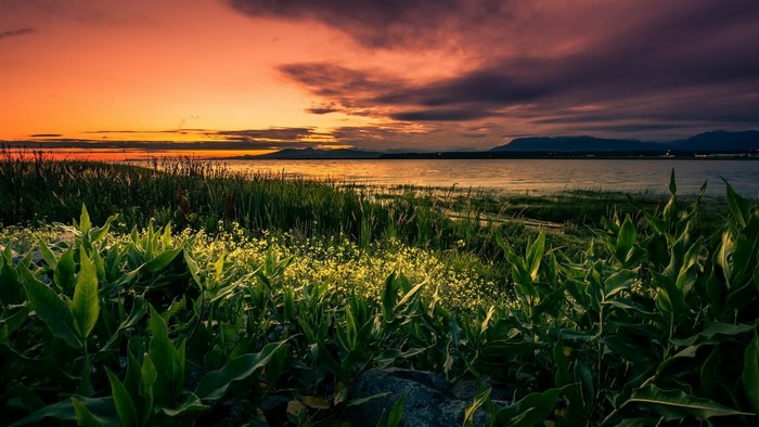 Sunset over a lake with reeds and flowers