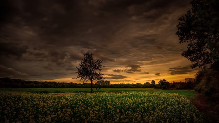 Field of flowers at sunset with stormy clouds
