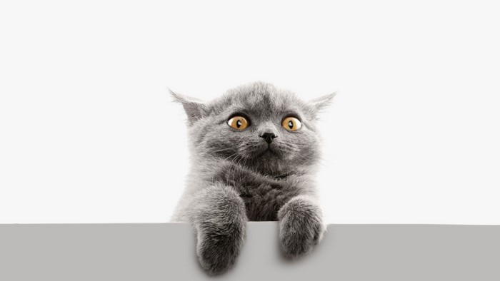 A surprised British Shorthair kitten peeking over a ledge