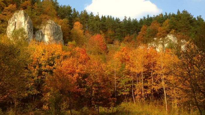 Autumn forest with rocky outcrops