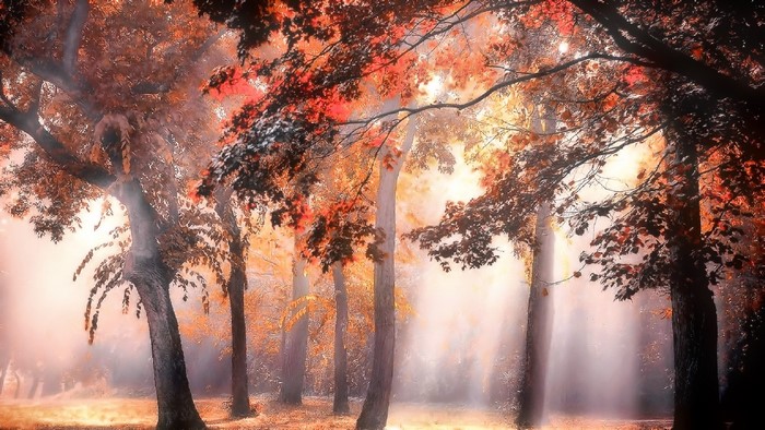 Trees in fog with autumn leaves