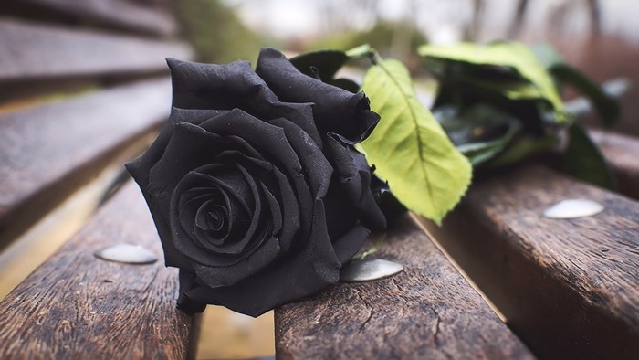 Black rose on a wooden bench