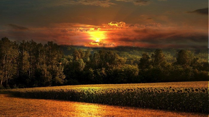 Sunset over a field of sunflowers and trees