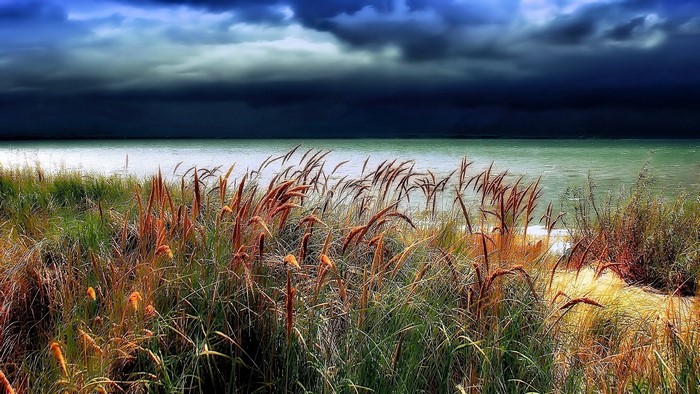 Tall grass by the water under stormy skies