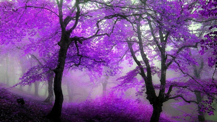 Purple forest with trees and fog