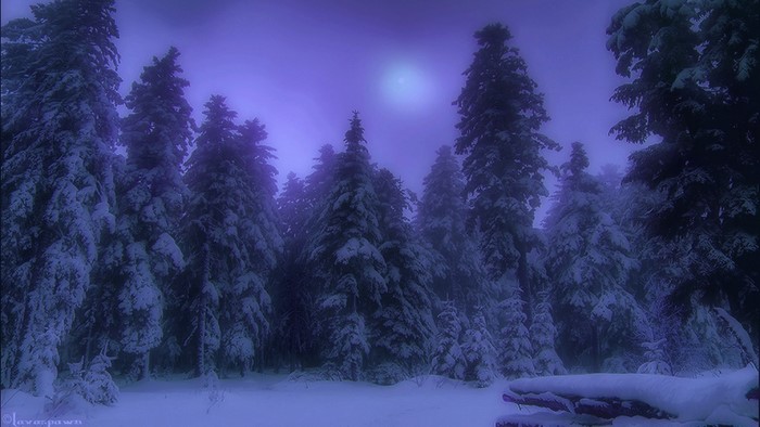 Snowy forest at night with moon