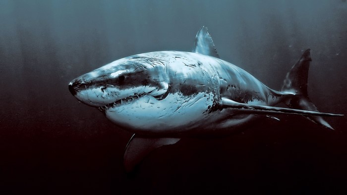 Great White Shark Underwater