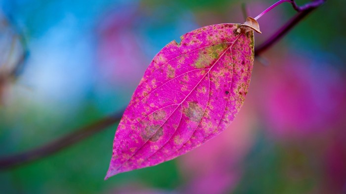 Close-up of a pink leaf with brown spots