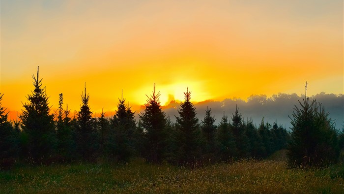 4K Sunrise Over Pine Forest