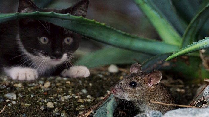 Black and white kitten peeking at a mouse