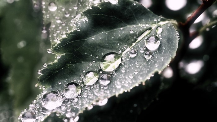 Water droplets on a green leaf