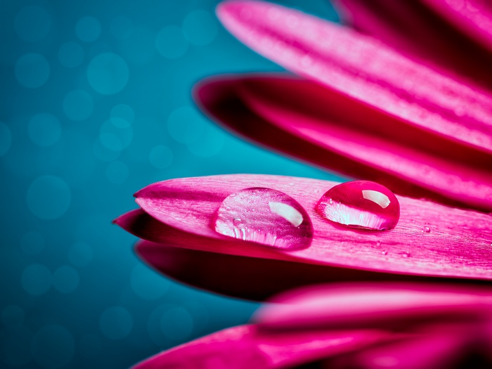 Macro Pink Gerbera Flower with Water Droplets 4K