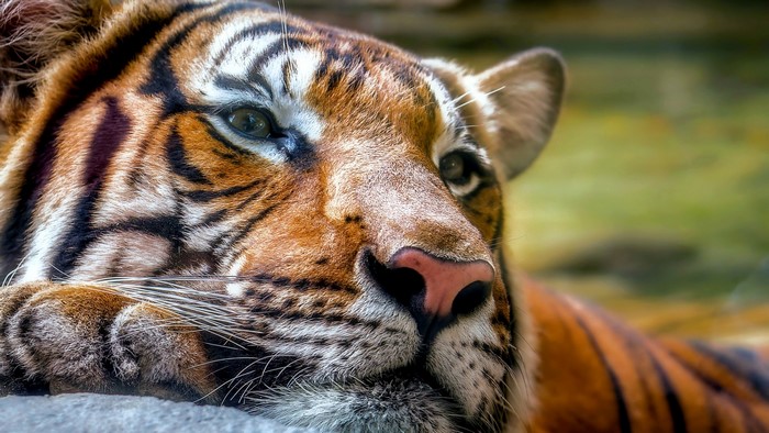 Tiger resting on a rock