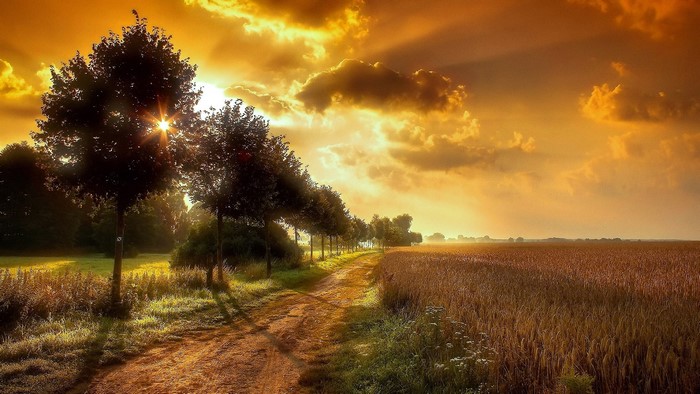Dirt road through a field at sunset